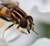Helophilus pendulus